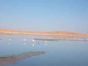 Les Famands Roses à Chat Oum Erraneb (Wilaya de Ouargla)