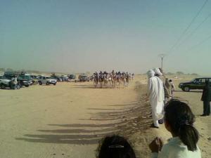 Course de Dromadaires à Ouargla
