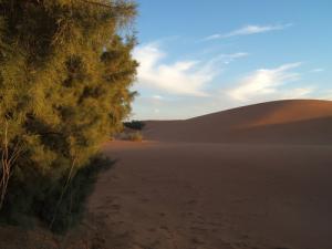 Paysage de N'goussa (Wilaya de Ouargla)
