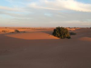 Une vue magnifique à N'goussa (Wilaya de Ouargla)