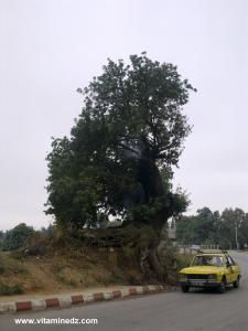 حرق شجرة يفوق سنها 100 سنة قرب قرية  أوزيدان