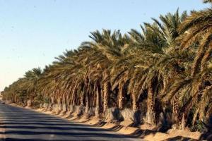 Route de Tikedine (Ouargla)