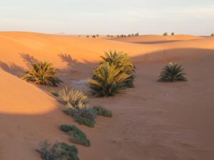 Végétation près de N'Goussa (Wilaya de Ouargla)
