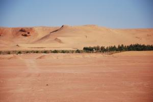 Palmeraie Mehriza route de Meniaa vers  Sedrata (Ouargla)