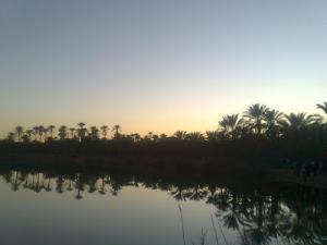 Une Palmeraie de Touggourt