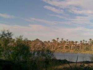 Lac de Meggarine (Commune de Touggourt)