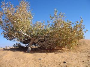 Un Arbre Saharien à Ouargla