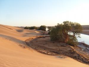 Paysage de la région de Khachaba (Wilaya de Ouargla)