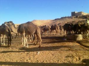 Dromadaire à El-mire (Commune d'El Hadjira)