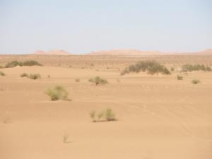 Sable et Végétation à Bourouba (Wilaya de Ouargla)