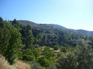 غابات بلدية 