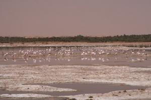 Chott dan sla commune de Aïn El-Beïda (Flamands Roses faisant escale à Ouargla avant de poursuivre leur Migration)