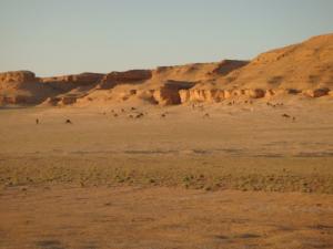 troupeau de Dromadaire entrain de paître dans le vaste Sahara de Ouargla