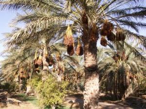 Les Dates  Deglet Nour  (Commune de Blidet Ameur)