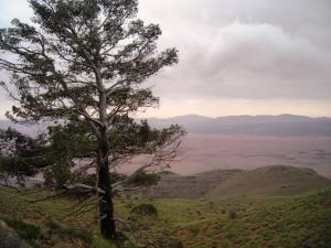 شجرة صنوبر بجبل  عيسى