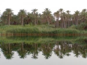 Lac Megarine (Commune de Tougourt)