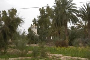 Paysage d'El-Khadra (Wilaya de Ouargla)