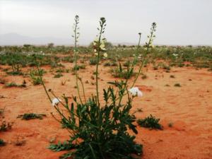 نباتات من ضواحي  بلدية  تيوت