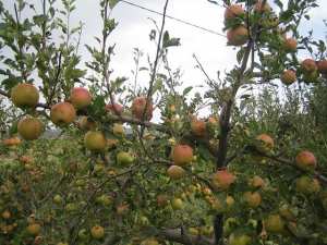 حقول أشجار التفاح بضواحي  يابوس  (ولاية خنشلة)