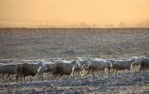 تربية الماشية بضواحي  يابوس  (ولاية خنشلة)