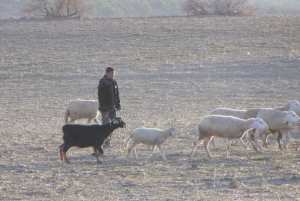 تربية الماشية بضواحي  يابوس  (ولاية خنشلة) 3