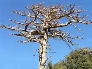 شجرة بجبل  شيلية