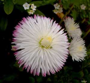 أزهار جبل  شيلية