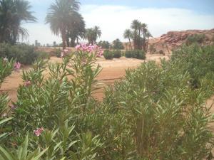 منظر طبيعي بضواحي  تيوت