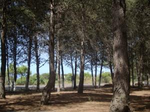 Forêt de la Plage Madagh sur les Côtes d'Oran