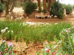 تربية الماشية بواحة  تيوت