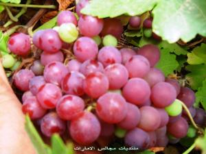 زراعة العنب ببلدية  تيوت