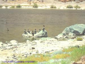 صورة لضفة بحيرة  عين ورقة