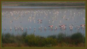 Flamands Roses faisant escale au Petit Lac qui se trouve aux portes de la ville d'Oran