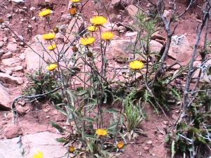 نباتات جبل  عين عيسى  (بلدية تيوت)