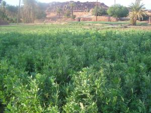 الفلاحة التقليدية ببلدية تيوت