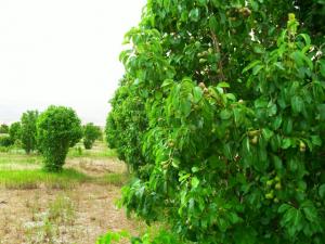 أشجار الفواكه ببلدية  تيوت