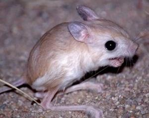 حيوان  الجربوع  بضواحي  تيوت