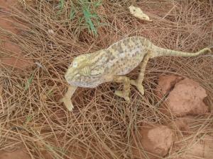 حيوان شجرة  الحرباء  بضواحي  تيوت