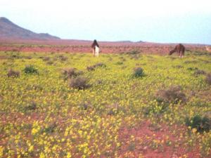 فصل الربيع بضواحي  تيوت