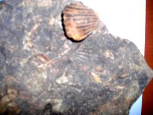 آثار حفرية لحيوان بحري من العصر الحجري ببلدية  تيوت