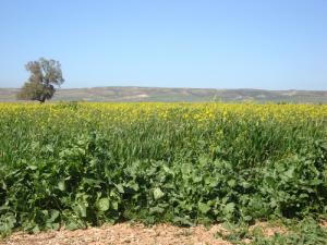 Oued Tlilet à cote de la Bretelle RN 13
