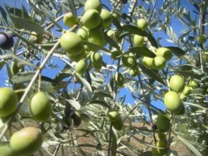 منظر من ضواحي بلدية  المروج  6