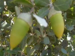 منظر من ضواحي بلدية  المروج  10