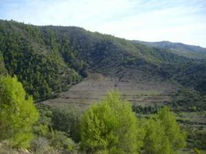 منظر خلاب من غابات بلدية  المروج  1