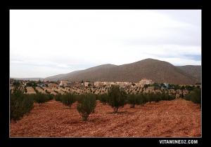 الحقول الفلاحية بضواحي  سيد الجلالي