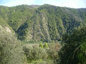 منظر خلاب من غابات بلدية  المروج  3