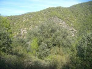 منظر خلاب من غابات بلدية  المروج  4