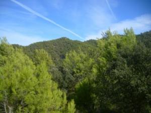 منظر خلاب من غابات بلدية  المروج  7