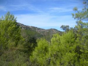 منظر خلاب من غابات بلدية  المروج  8