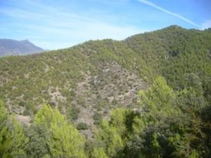 منظر خلاب من غابات بلدية  المروج  10